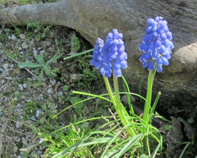 f0003174_16424778.gif