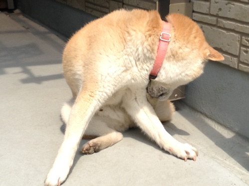 c0123890_2181330.jpg