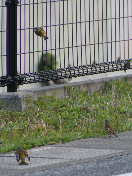 c0139591_1618225.jpg