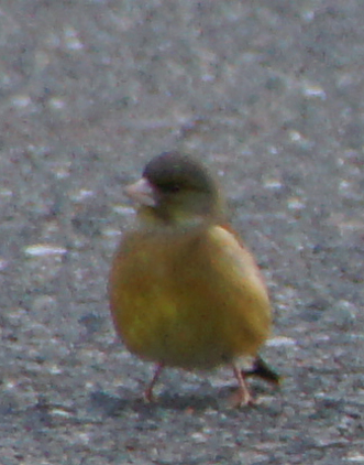 c0139591_1619358.jpg