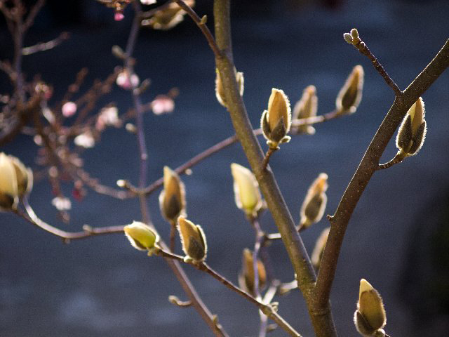 c0008502_626447.jpg