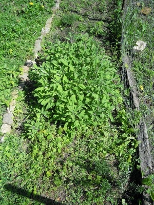 e0206902_633661.jpg