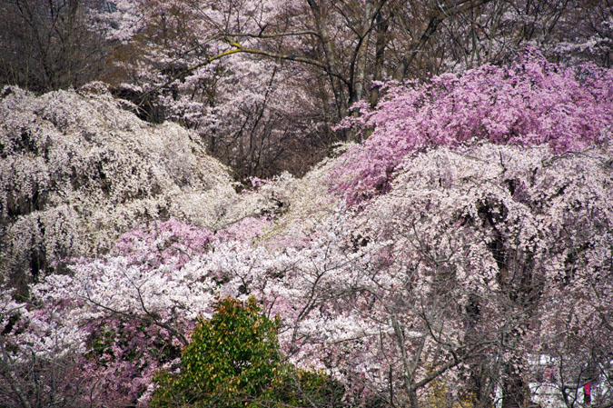 a0263109_10585675.jpg