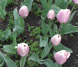 c0097620_22482270.jpg