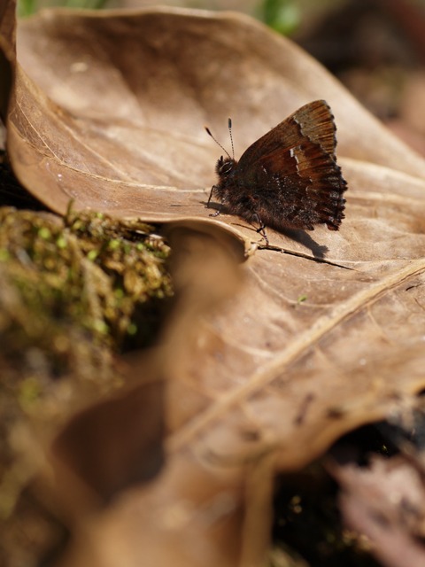 b0194593_10373290.jpg