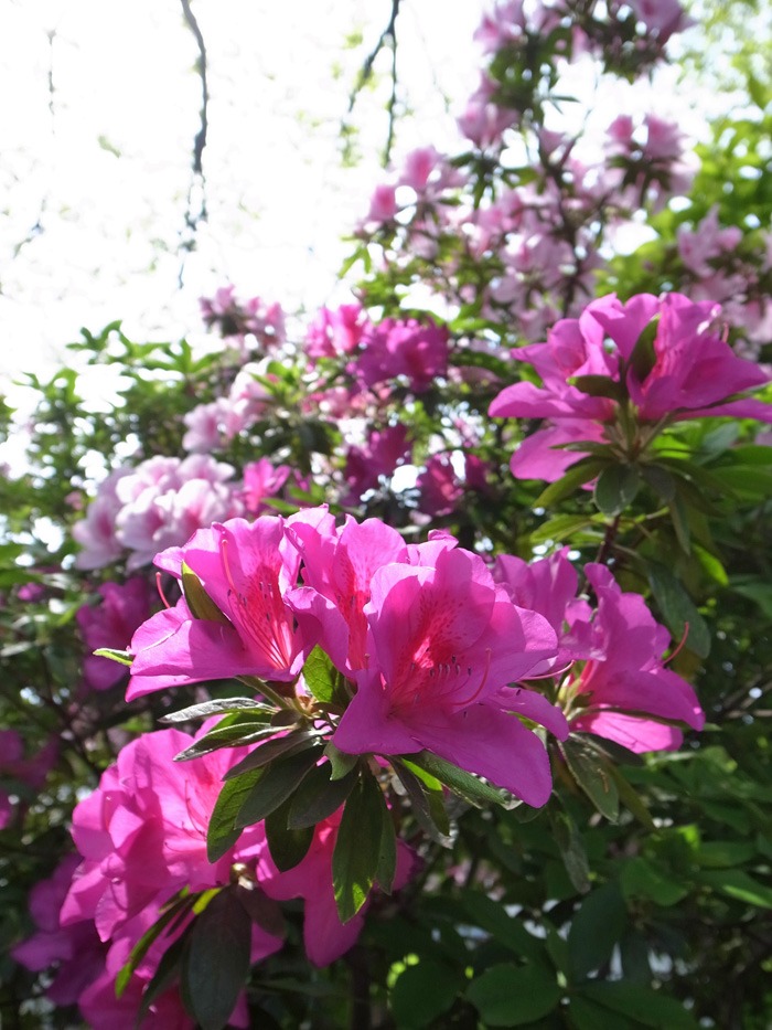 c0049299_21421786.jpg