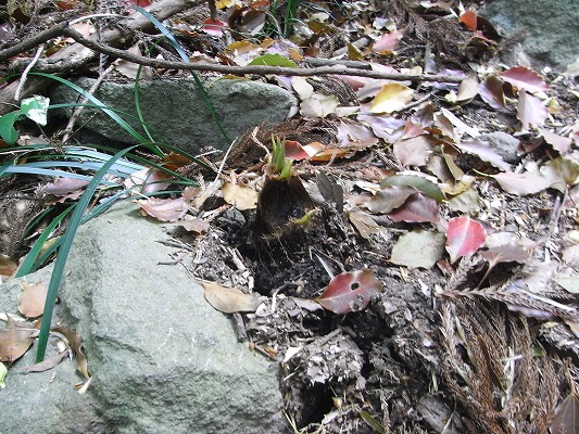 f0187402_21313131.jpg