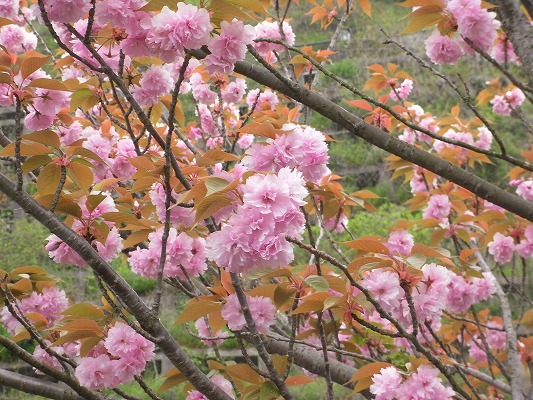 f0187402_21313987.jpg