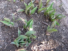 f0325309_16502262.jpg