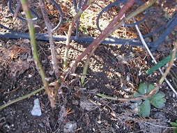 f0325309_1651793.jpg