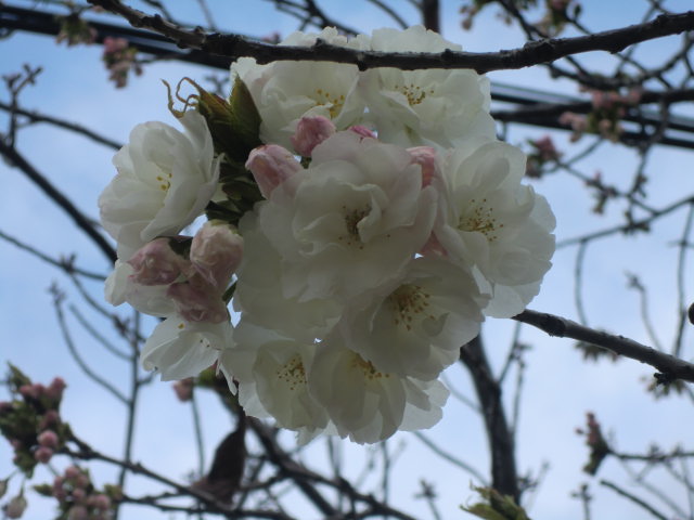 b0044296_2153522.jpg