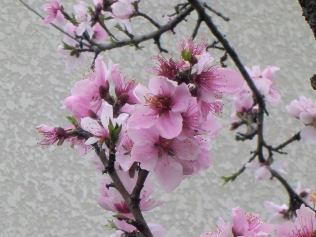 b0044296_21553070.jpg
