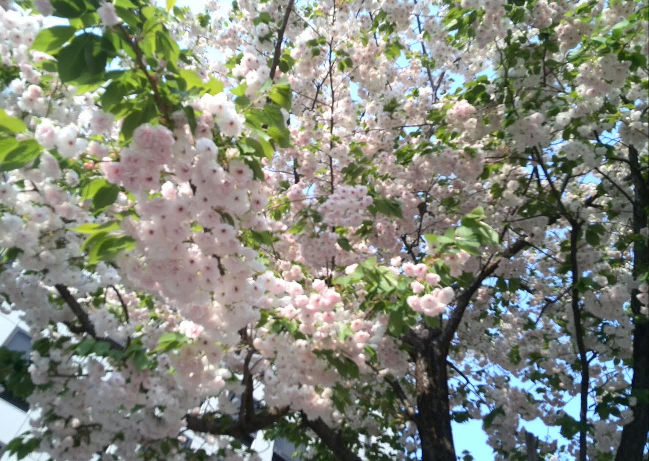 c0047605_1702459.jpg