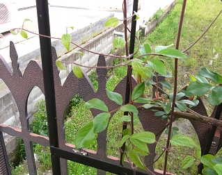 e0138807_08380170.jpg