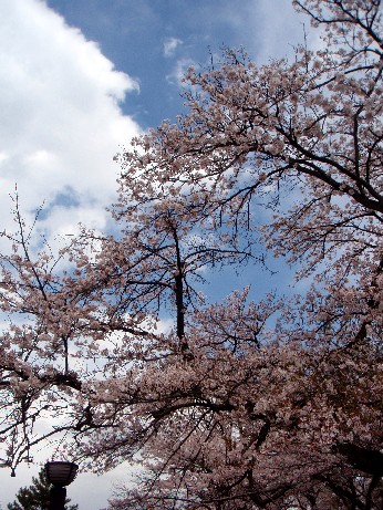 f0043911_132466.jpg