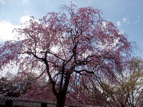 f0043911_265443.jpg