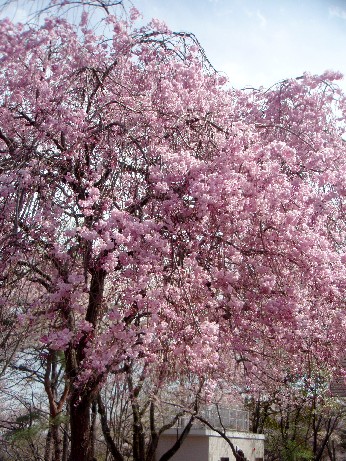 f0043911_272679.jpg