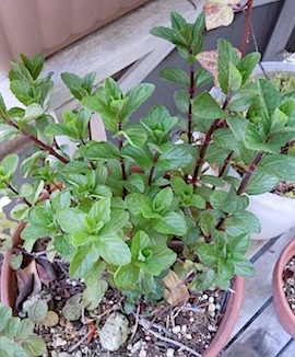 f0036716_1623324.jpg