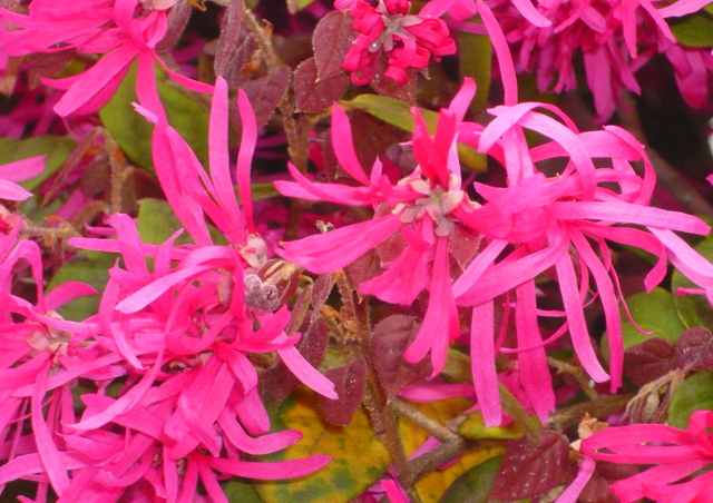 c0076218_254775.jpg