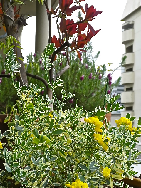 b0027736_11343532.jpg