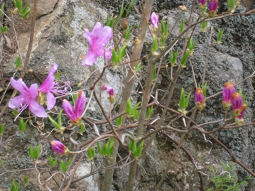 c0077338_20101996.jpg