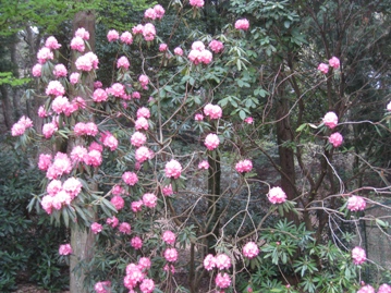 c0077338_2081539.jpg
