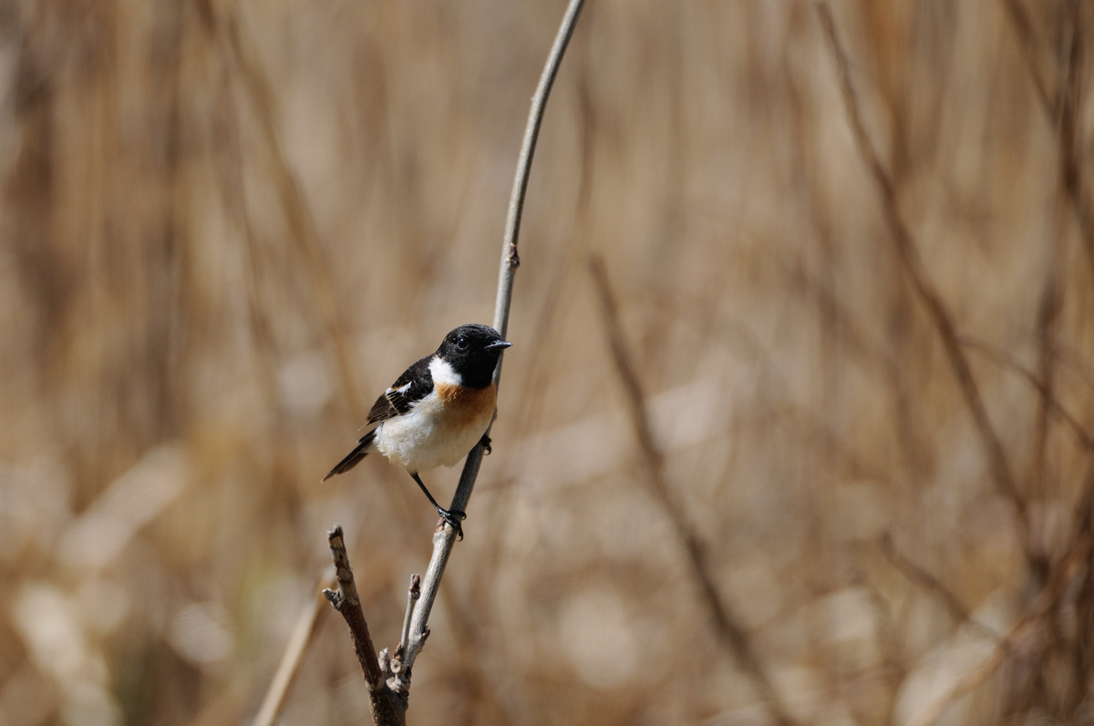 a0039245_2014431.jpg