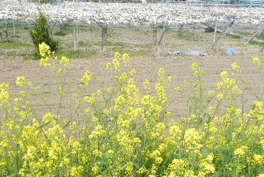 e0172950_2081284.jpg