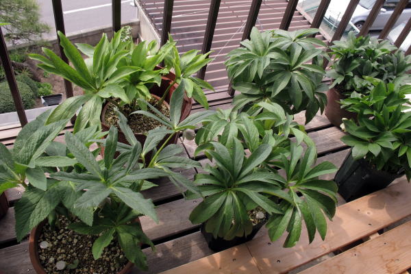 c0147952_2141592.jpg