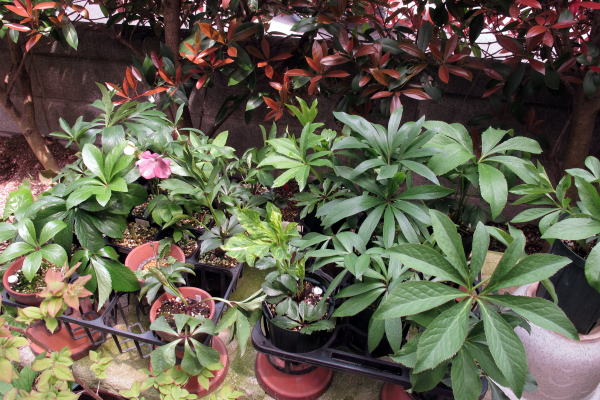 c0147952_2145728.jpg