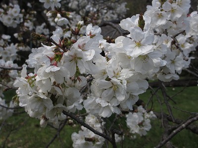 b0145863_0412525.jpg