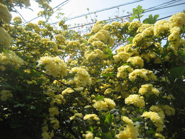 f0139520_18421151.jpg