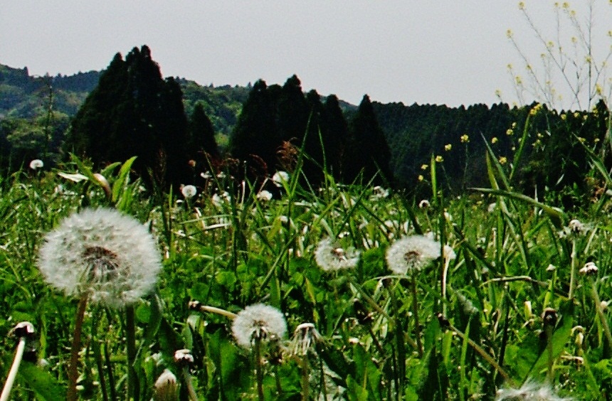 b0252727_1646484.jpg