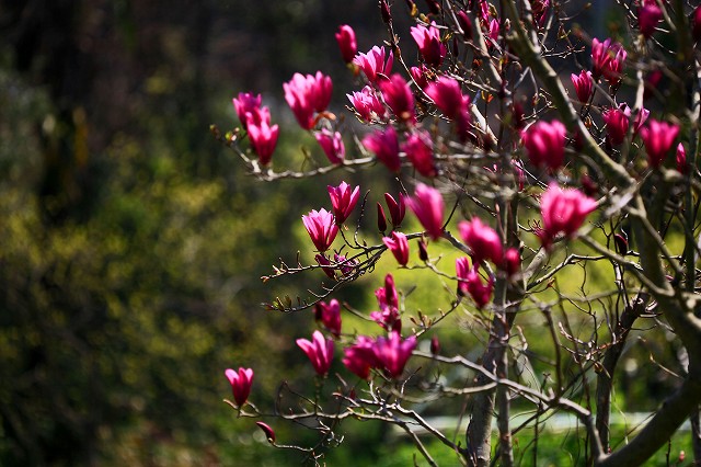 a0242438_22102787.jpg