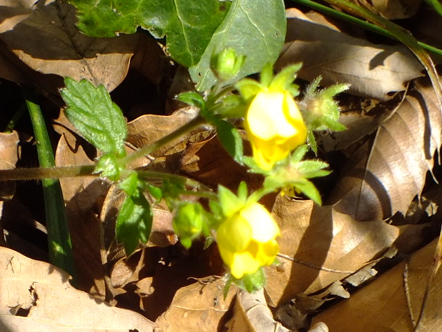 e0145782_5455717.jpg