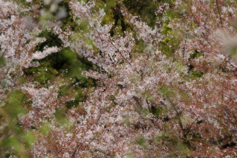 a0127090_2072722.jpg