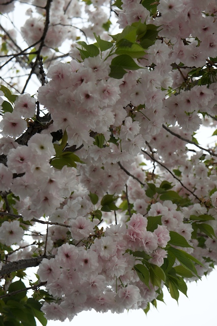 b0026323_13251773.jpg