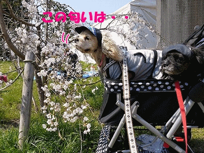 f0326925_22071577.gif