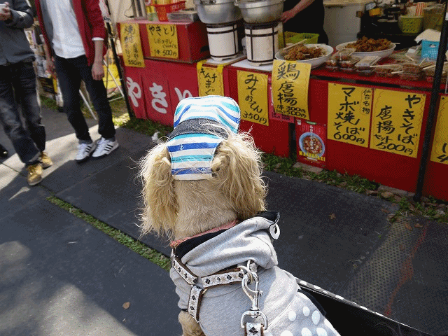 f0326925_22090741.gif