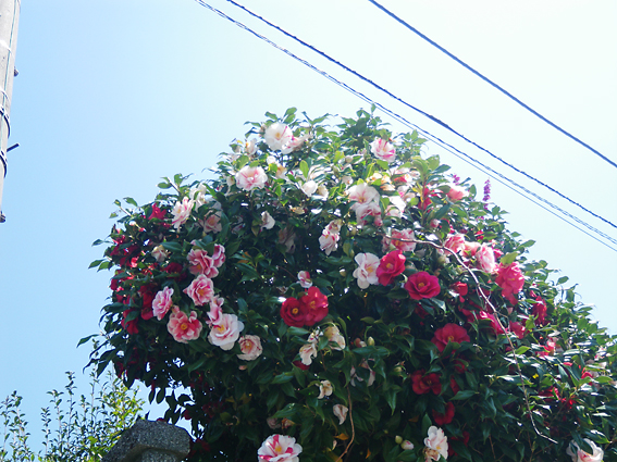 f0161647_20541569.jpg