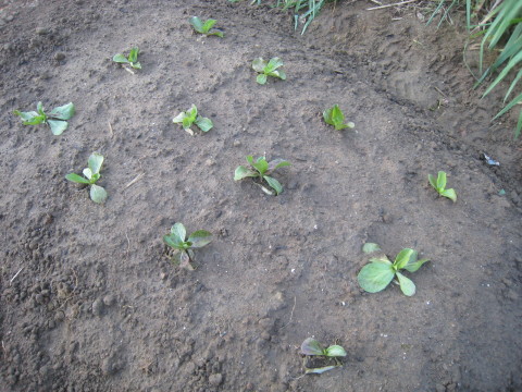 e0121558_22480047.jpg