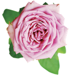 a0233560_0553226.png