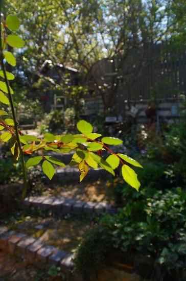 d0083761_21124215.jpg