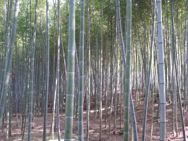 f0100871_21242378.jpg