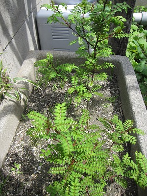 e0098473_2026117.jpg
