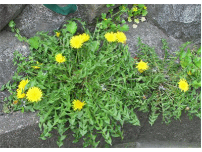 f0003174_1629623.gif