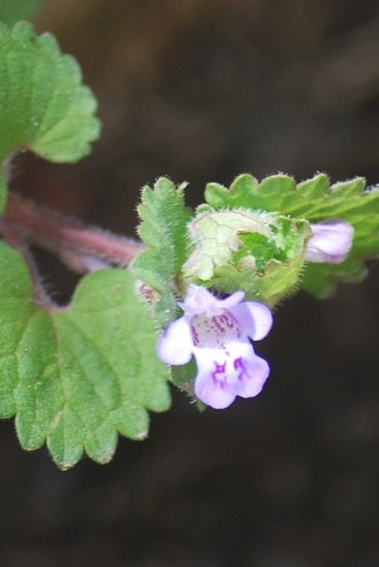 e0025300_1749631.jpg