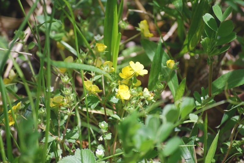 e0025300_17505267.jpg