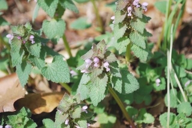 e0025300_17545552.jpg
