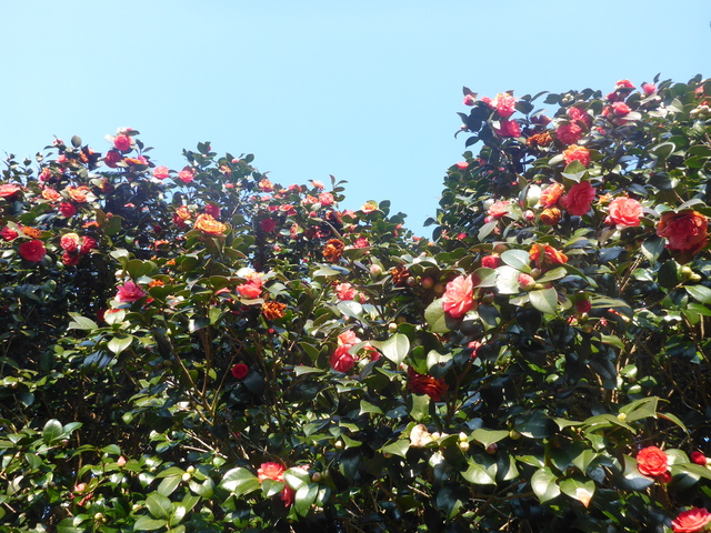 b0136931_17274710.jpg